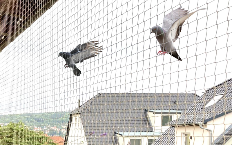 Pigeon Net