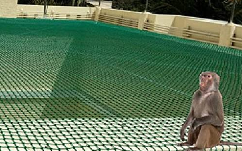 Monkey Safety Net